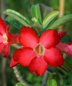 Brighter Blooms Desert Rose Adenium Shrub