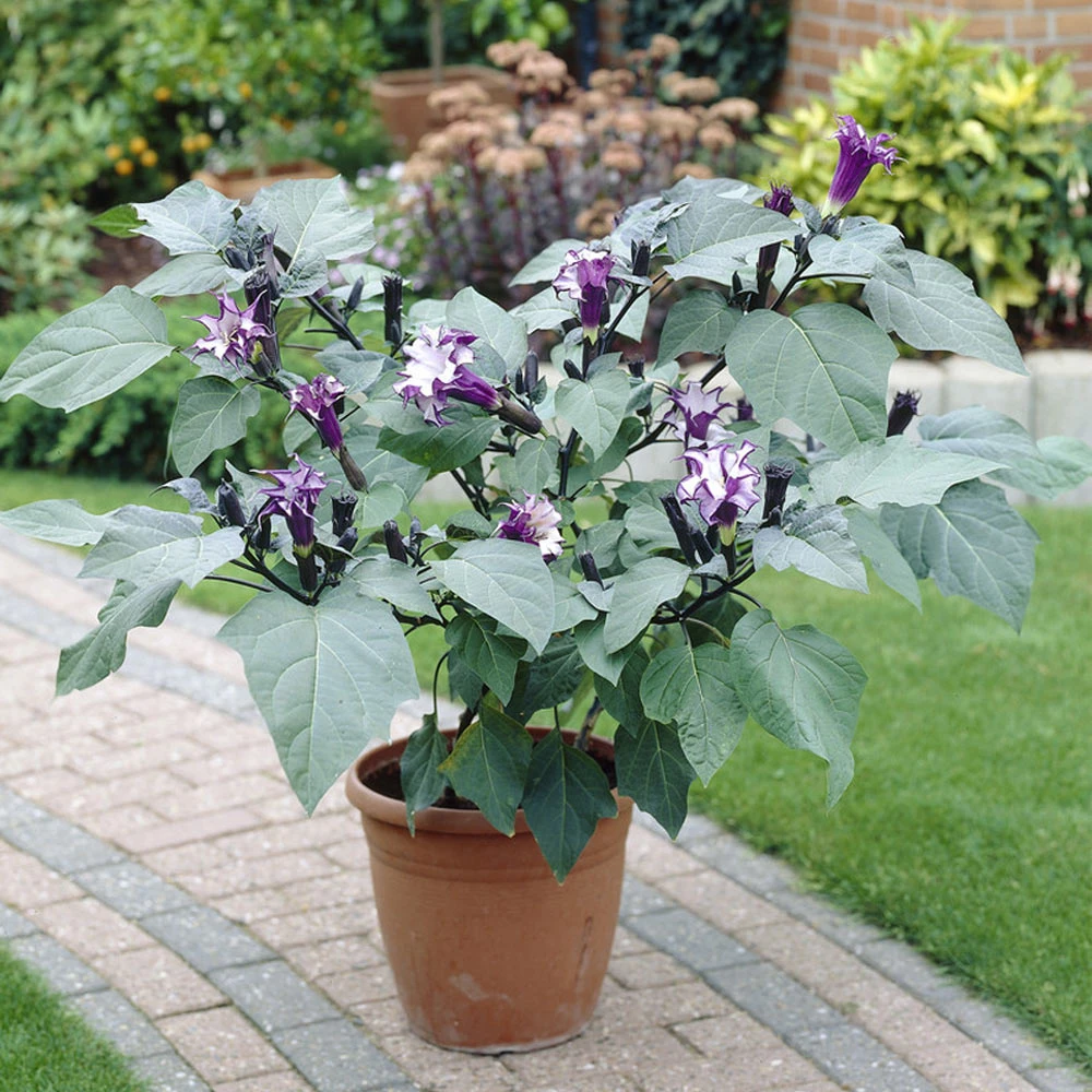 Brighter Blooms Devil's Trumpet Plant Flowering Trees 5 Brighter Blooms Devil's Trumpet Plant Flowering Trees