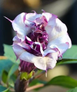 Brighter Blooms Devil's Trumpet Plant Flowering Trees