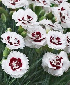 Brighter Blooms Scent FirstĀ® Coconut Surprise Dianthus Perennials