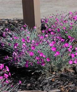Brighter Blooms Firewitch Dianthus Perennials 7 Brighter Blooms Firewitch Dianthus Perennials