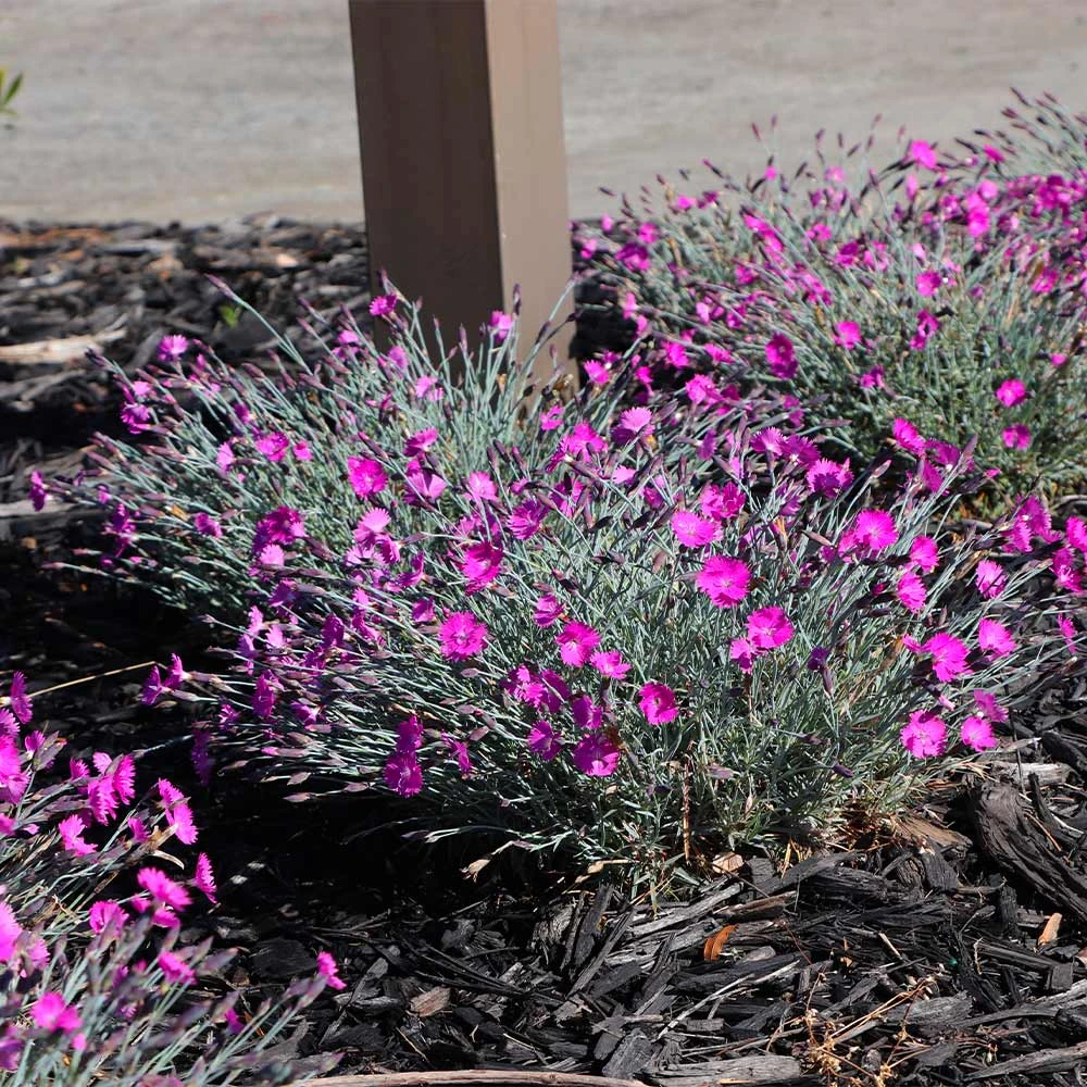 Brighter Blooms Firewitch Dianthus Perennials 3 Brighter Blooms Firewitch Dianthus Perennials