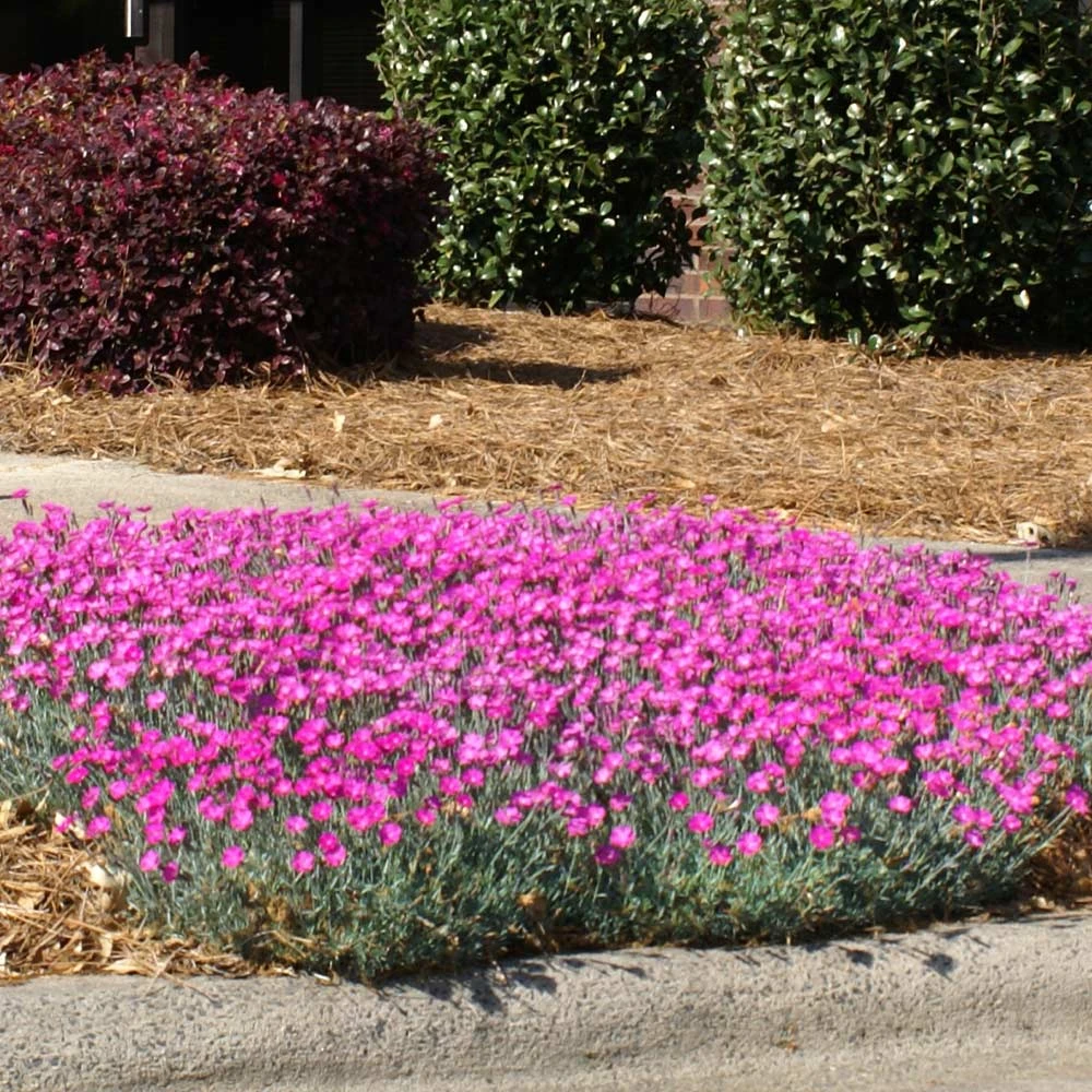 Brighter Blooms Firewitch Dianthus Perennials 2 Brighter Blooms Firewitch Dianthus Perennials