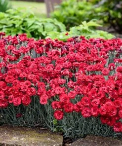 Brighter Blooms Fruit Punch® ‘Maraschino’ Dianthus Perennials 6 Brighter Blooms Fruit Punch® ‘Maraschino’ Dianthus Perennials