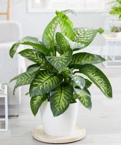 Brighter Blooms Tropic Snow Plant House & Patio