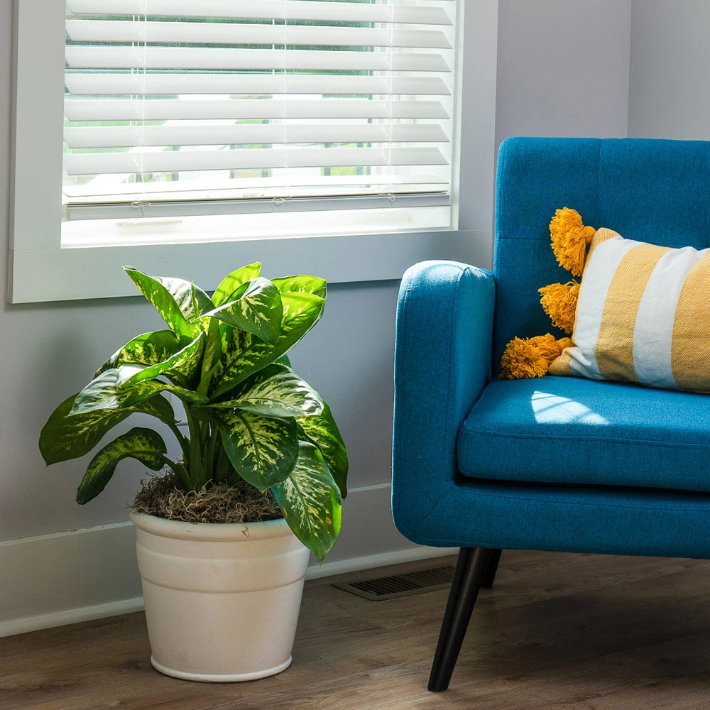 Brighter Blooms Tropic Snow Plant House & Patio 4 Brighter Blooms Tropic Snow Plant House & Patio