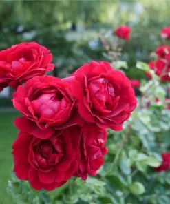 Brighter Blooms Don Juan Rose Roses 5 Brighter Blooms Don Juan Rose Roses