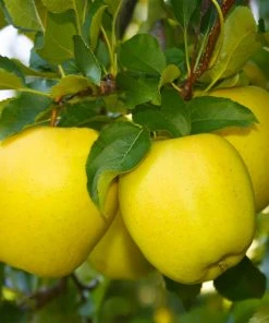 Brighter Blooms Dorsett Golden Apple Tree