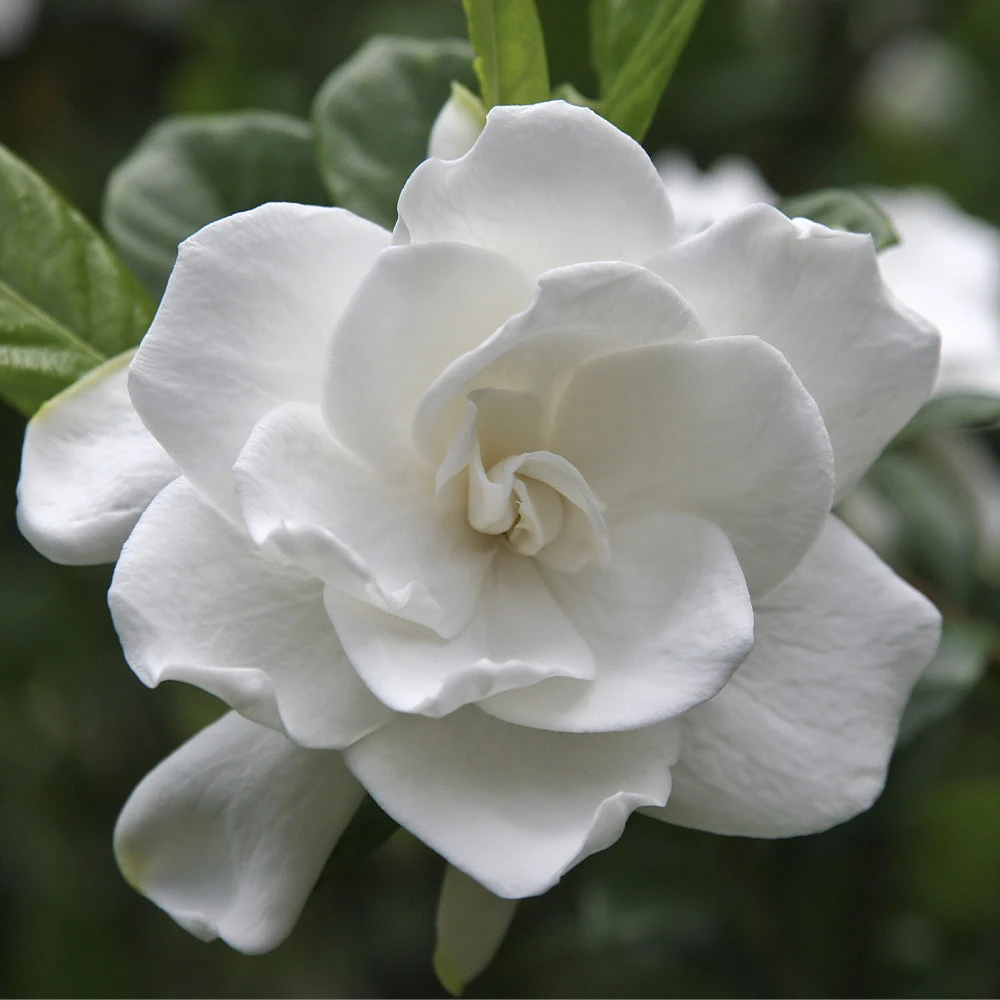 Brighter Blooms Double Blooming Gardenia Tree 3 Brighter Blooms Double Blooming Gardenia Tree