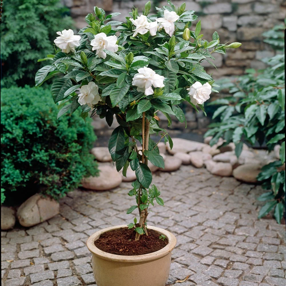 Brighter Blooms Double Blooming Gardenia Tree 2 Brighter Blooms Double Blooming Gardenia Tree