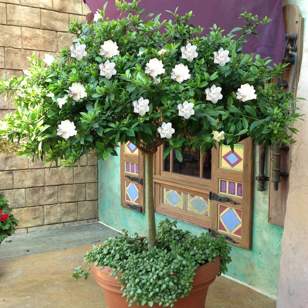 Brighter Blooms Double Blooming Gardenia Tree 4 Brighter Blooms Double Blooming Gardenia Tree