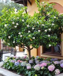Brighter Blooms Double Blooming Gardenia Tree 9 Brighter Blooms Double Blooming Gardenia Tree