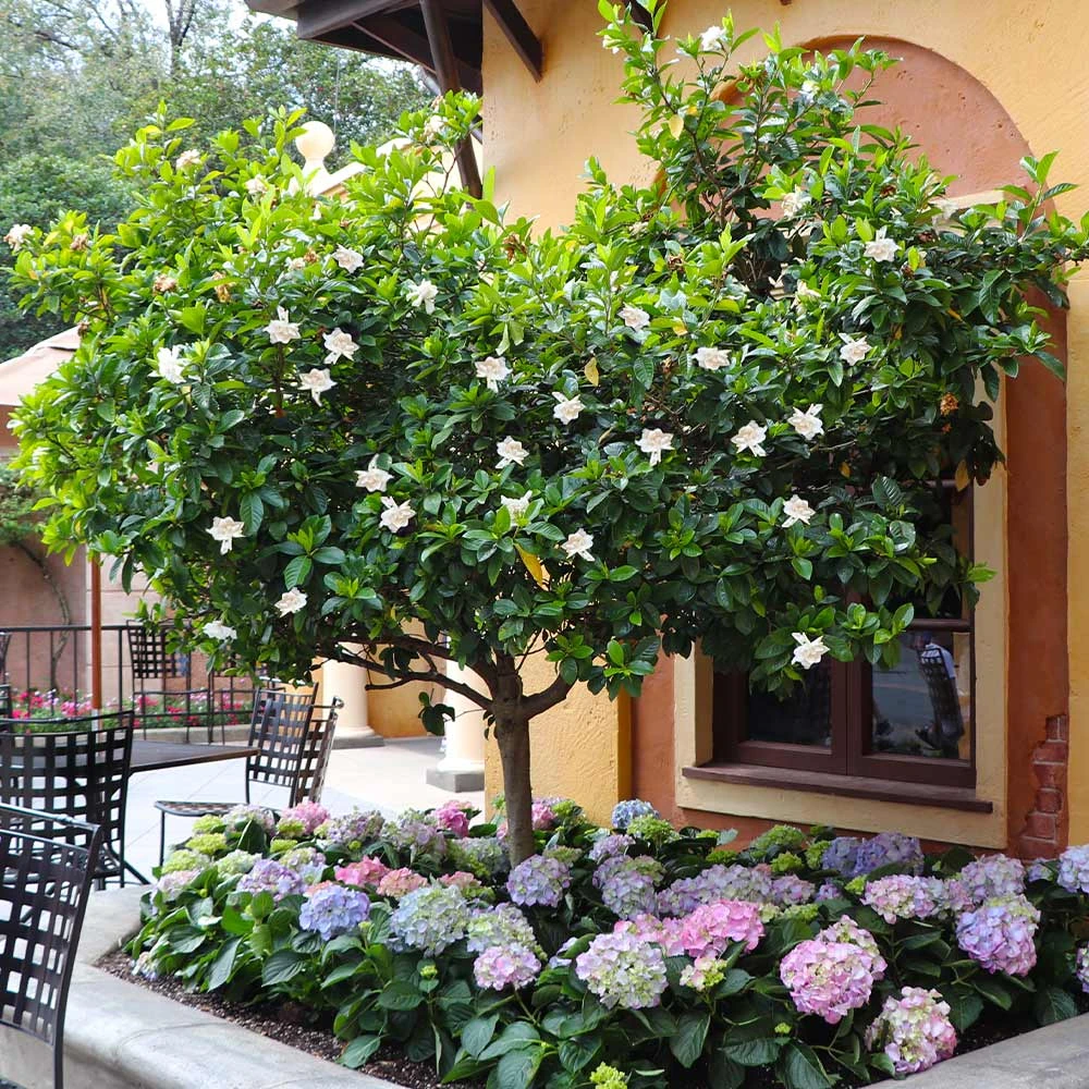 Brighter Blooms Double Blooming Gardenia Tree 5 Brighter Blooms Double Blooming Gardenia Tree