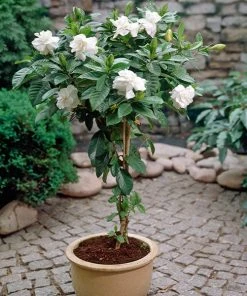 Brighter Blooms Double Blooming Gardenia Tree