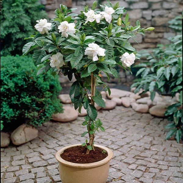 Brighter Blooms Double Blooming Gardenia Tree 1 Brighter Blooms Double Blooming Gardenia Tree