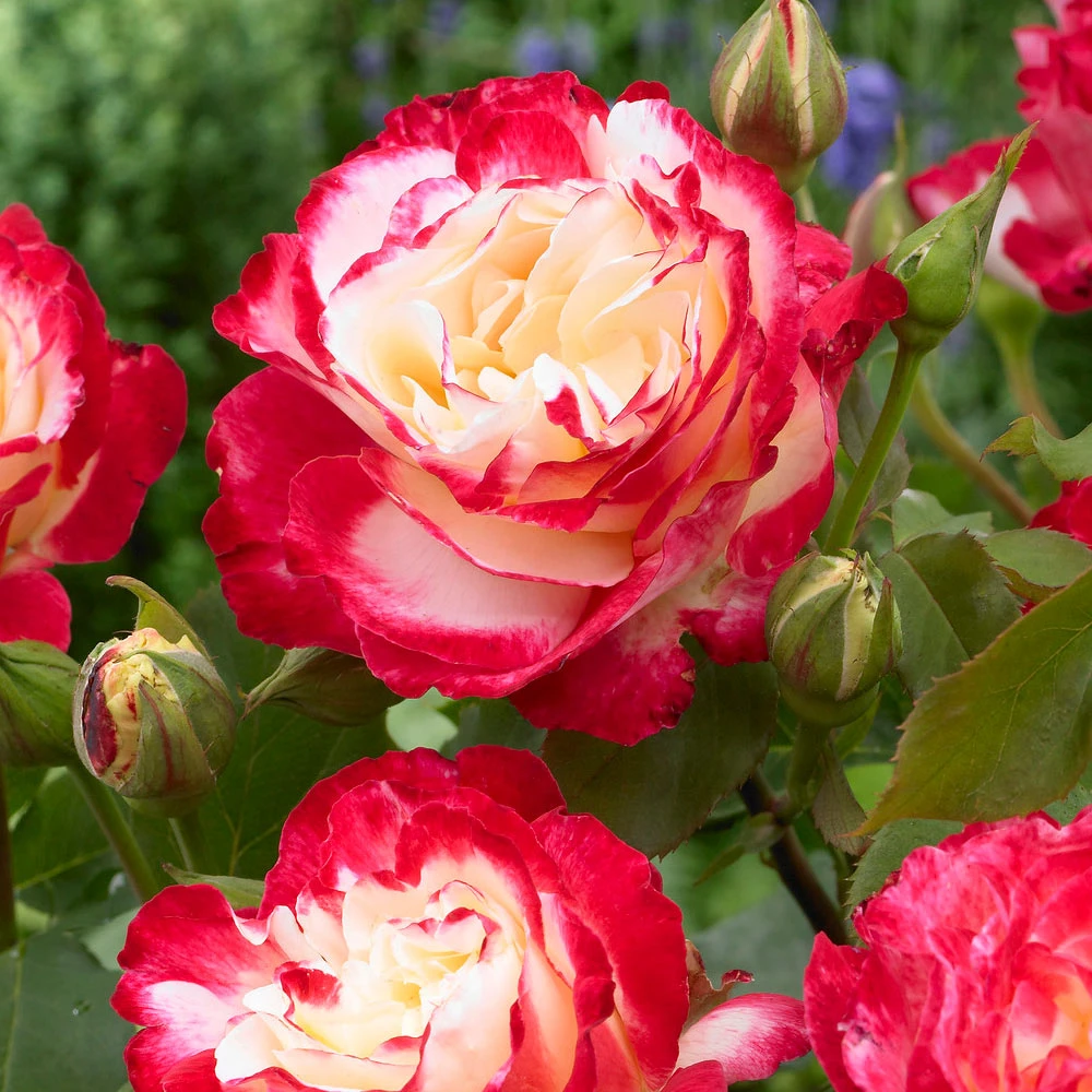 Brighter Blooms Double Delight Rose Tree Roses 2 Brighter Blooms Double Delight Rose Tree Roses