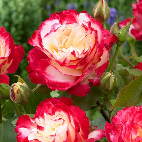 Brighter Blooms Double Delight Rose Tree Roses 1 Brighter Blooms Double Delight Rose Tree Roses