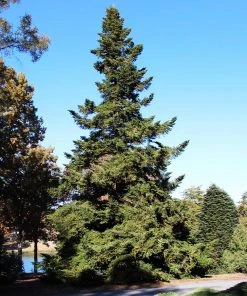 Brighter Blooms Cold Hardy Patio Plants Douglas Fir Tree