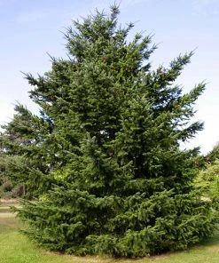 Brighter Blooms Cold Hardy Patio Plants Douglas Fir Tree