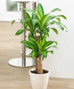 Brighter Blooms House & Patio Dracaena Corn Plant 10 Brighter Blooms House & Patio Dracaena Corn Plant