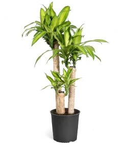 Brighter Blooms House & Patio Dracaena Corn Plant 11 Brighter Blooms House & Patio Dracaena Corn Plant