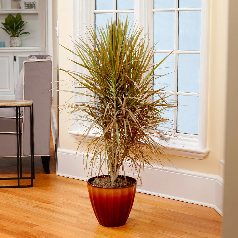 Brighter Blooms Bi-Color Dracaena Plant House & Patio 2 Brighter Blooms Bi-Color Dracaena Plant House & Patio