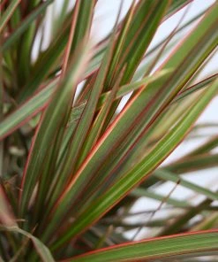 Brighter Blooms Bi-Color Dracaena Plant House & Patio 13 Brighter Blooms Bi-Color Dracaena Plant House & Patio