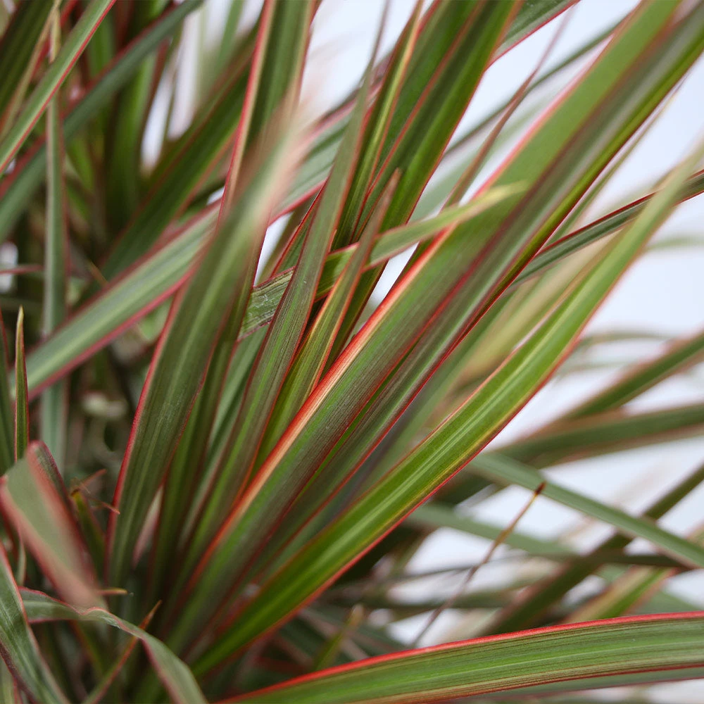 Brighter Blooms Bi-Color Dracaena Plant House & Patio 3 Brighter Blooms Bi-Color Dracaena Plant House & Patio