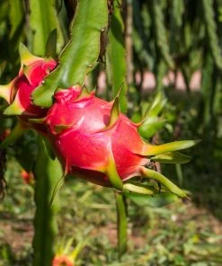 Brighter Blooms Dragon Fruit Cactus SHOP ALL