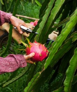 Brighter Blooms Dragon Fruit Cactus SHOP ALL 14 Brighter Blooms Dragon Fruit Cactus SHOP ALL