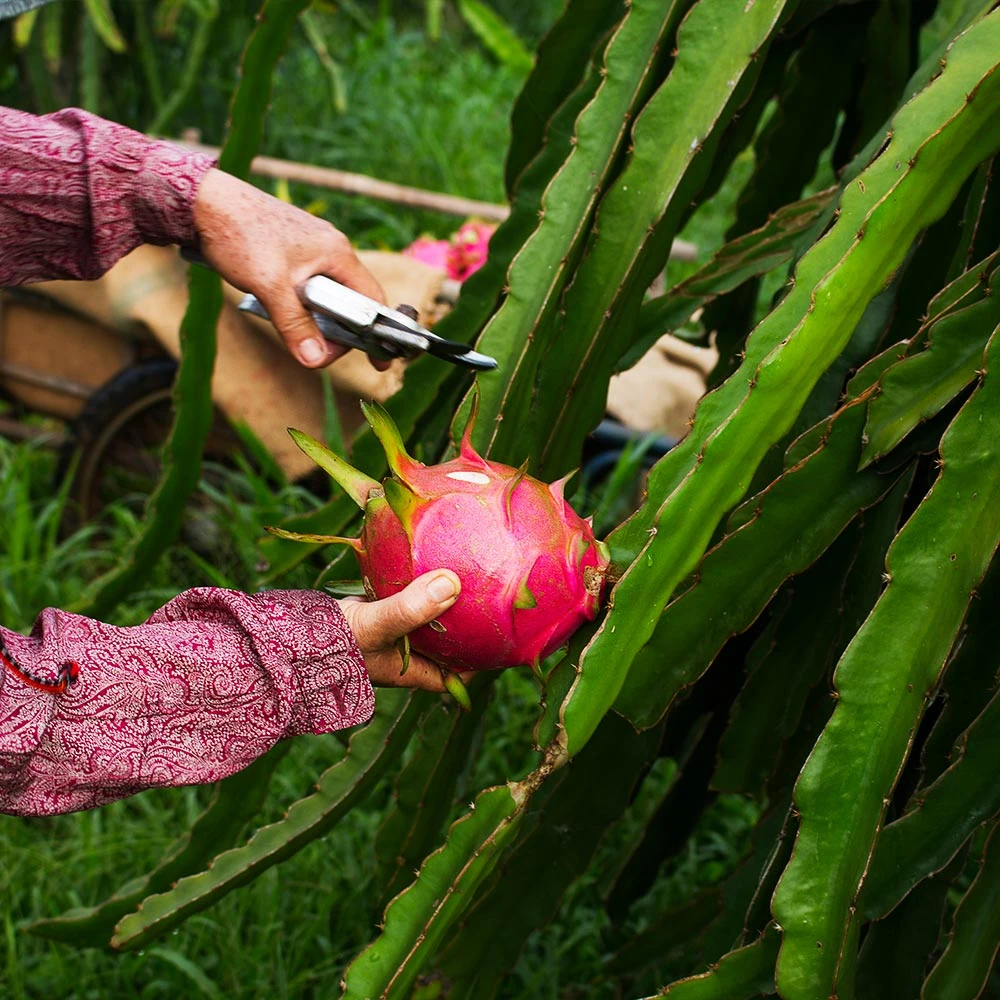 Brighter Blooms Dragon Fruit Cactus SHOP ALL 7 Brighter Blooms Dragon Fruit Cactus SHOP ALL