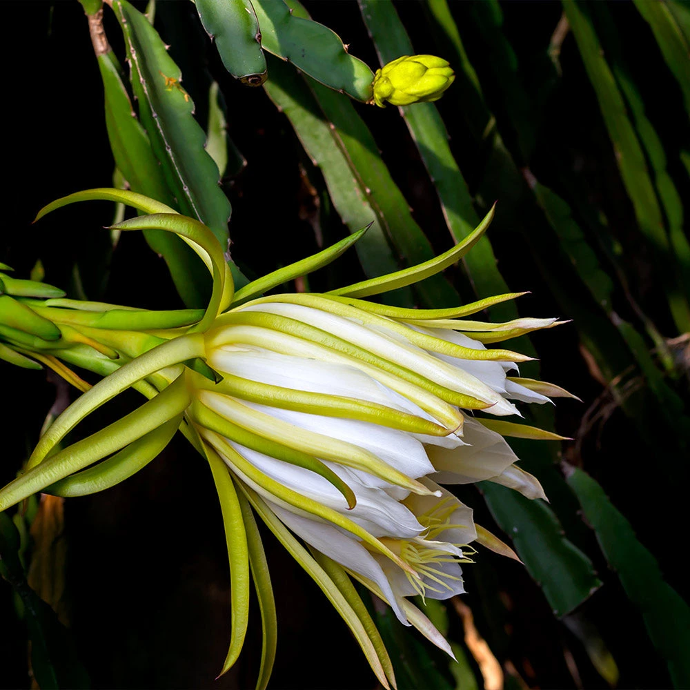 Brighter Blooms Dragon Fruit Cactus SHOP ALL 5 Brighter Blooms Dragon Fruit Cactus SHOP ALL