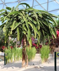 Brighter Blooms Dragon Fruit Cactus SHOP ALL 11 Brighter Blooms Dragon Fruit Cactus SHOP ALL