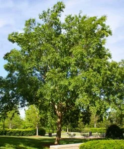 Brighter Blooms Drake Chinese Elm Tree