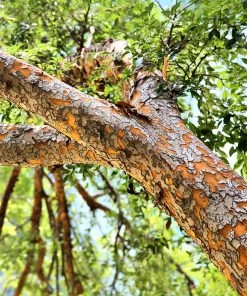 Brighter Blooms Drake Chinese Elm Tree 6 Brighter Blooms Drake Chinese Elm Tree