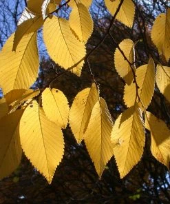 Brighter Blooms Drake Chinese Elm Tree 7 Brighter Blooms Drake Chinese Elm Tree