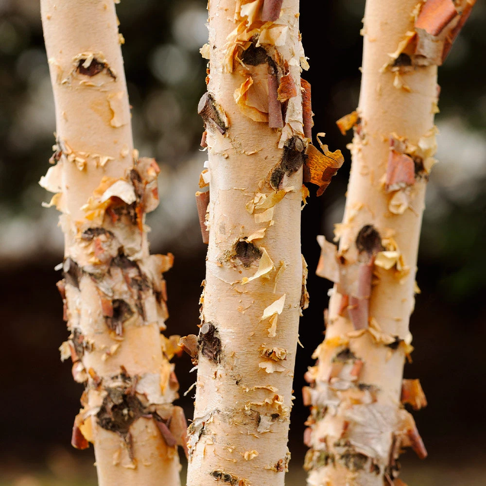 Brighter Blooms Shade Trees Dura Heat'® River Birch Tree 4 Brighter Blooms Shade Trees Dura Heat'® River Birch Tree