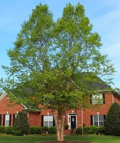 Brighter Blooms Shade Trees Dura Heat'® River Birch Tree 9 Brighter Blooms Shade Trees Dura Heat'® River Birch Tree