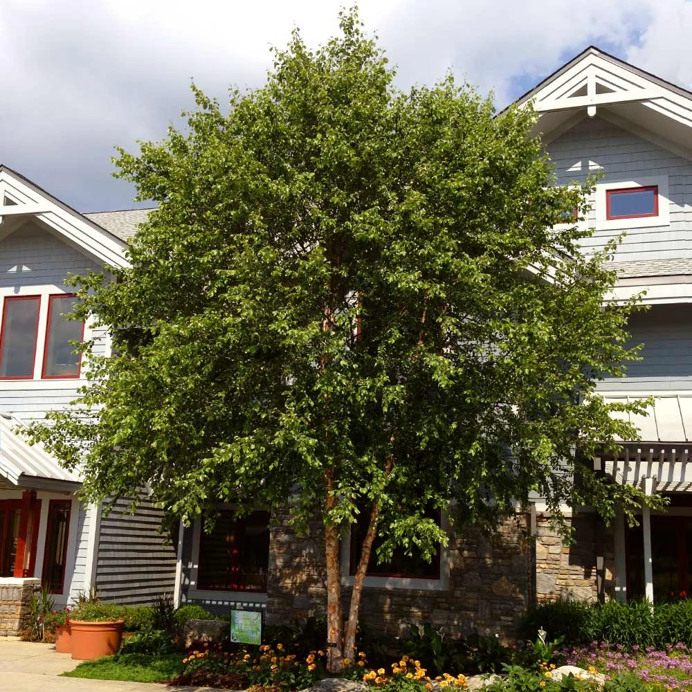 Brighter Blooms Shade Trees Dura Heat'® River Birch Tree 2 Brighter Blooms Shade Trees Dura Heat'® River Birch Tree