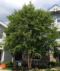 Brighter Blooms Shade Trees Dura Heat'® River Birch Tree