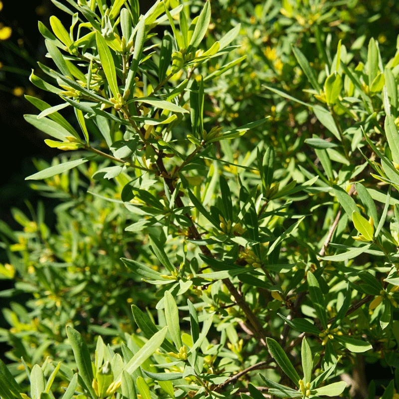 Brighter Blooms Don's Dwarf Wax Myrtle Tree 3 Brighter Blooms Don's Dwarf Wax Myrtle Tree