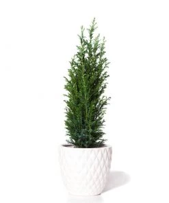Brighter Blooms Cypress Trees Dwarf Italian Cypress Tree 5 Brighter Blooms Cypress Trees Dwarf Italian Cypress Tree
