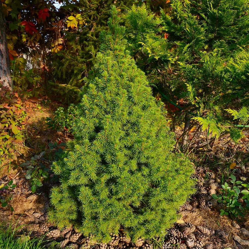 Brighter Blooms Dwarf Alberta Spruce Tree 3 Brighter Blooms Dwarf Alberta Spruce Tree