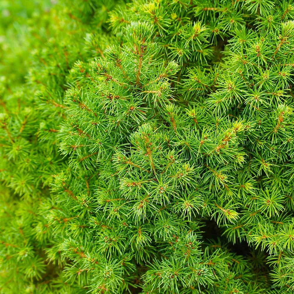 Brighter Blooms Dwarf Alberta Spruce Tree 4 Brighter Blooms Dwarf Alberta Spruce Tree