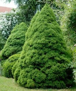 Brighter Blooms Dwarf Alberta Spruce Tree