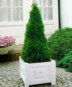 Brighter Blooms Dwarf Alberta Spruce Tree 9 Brighter Blooms Dwarf Alberta Spruce Tree