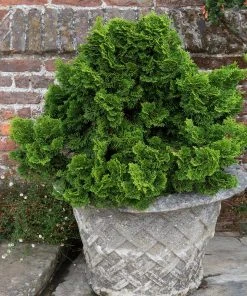 Brighter Blooms Cypress Trees Dwarf Hinoki Cypress Shrub 7 Brighter Blooms Cypress Trees Dwarf Hinoki Cypress Shrub