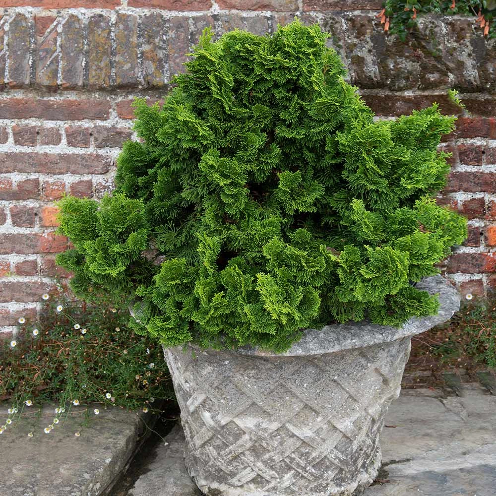 Brighter Blooms Cypress Trees Dwarf Hinoki Cypress Shrub 4 Brighter Blooms Cypress Trees Dwarf Hinoki Cypress Shrub