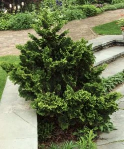 Brighter Blooms Cypress Trees Dwarf Hinoki Cypress Shrub 6 Brighter Blooms Cypress Trees Dwarf Hinoki Cypress Shrub