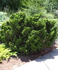 Brighter Blooms Cypress Trees Dwarf Hinoki Cypress Shrub